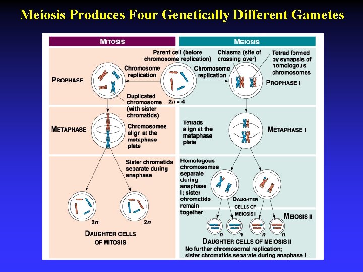 Meiosis Produces Four Genetically Different Gametes 