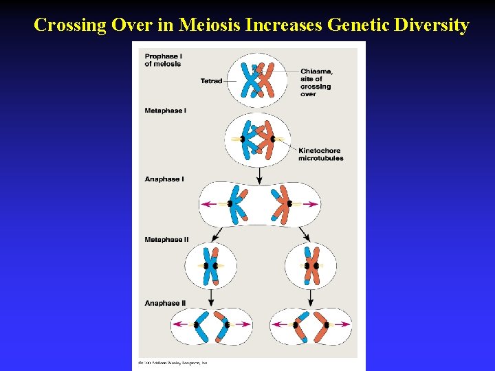 Crossing Over in Meiosis Increases Genetic Diversity 