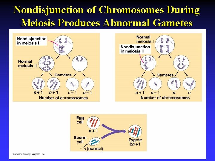 Nondisjunction of Chromosomes During Meiosis Produces Abnormal Gametes 