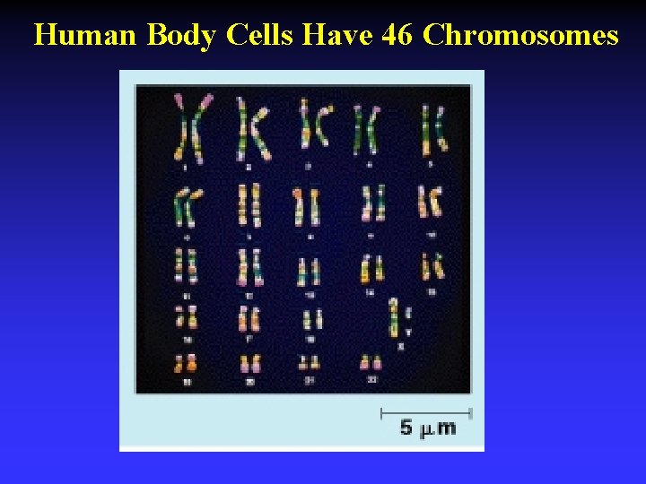 Human Body Cells Have 46 Chromosomes 