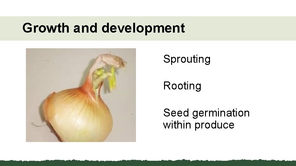 Growth and development Sprouting Rooting Seed germination within produce 