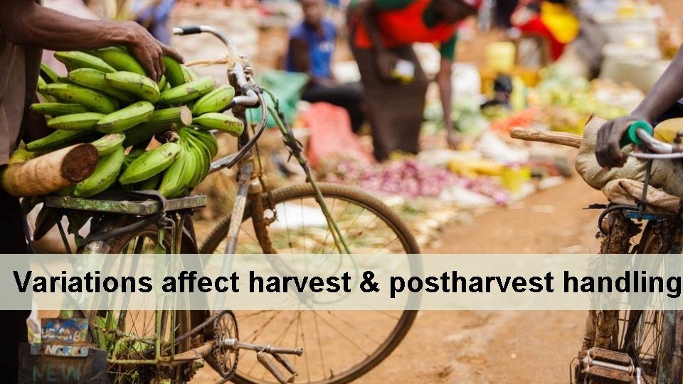 Variations affect harvest & postharvest handling 