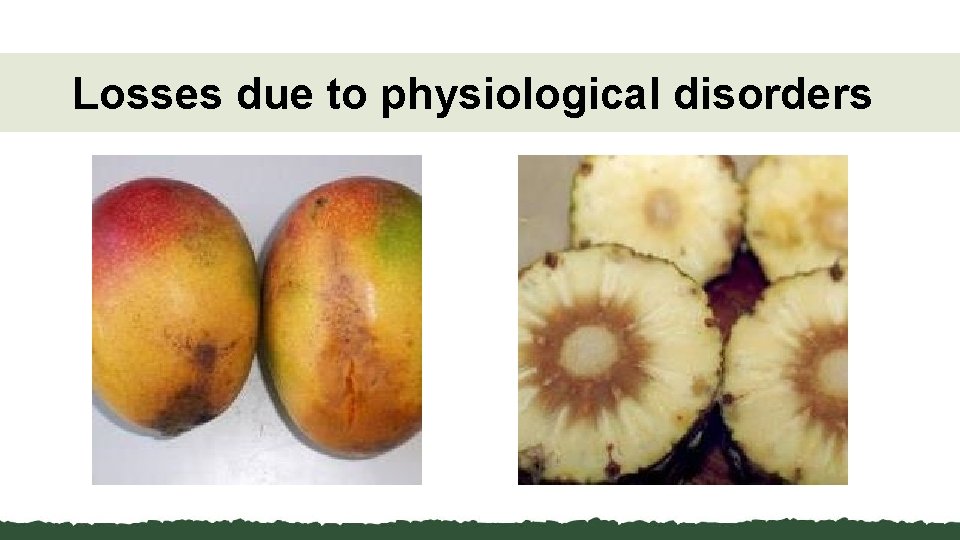 Losses due to physiological disorders 