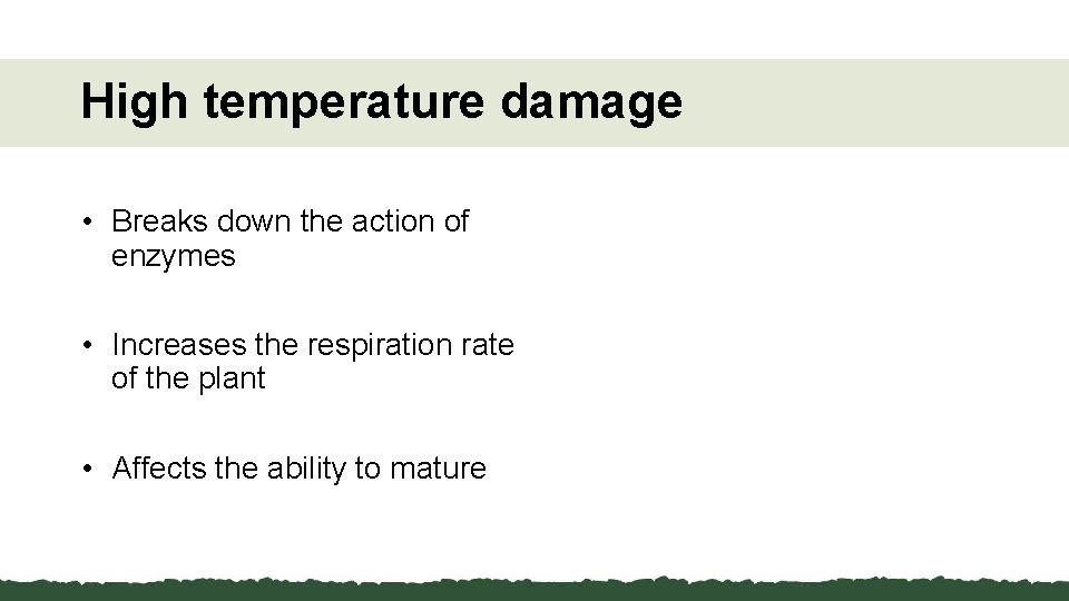 High temperature damage • Breaks down the action of enzymes • Increases the respiration