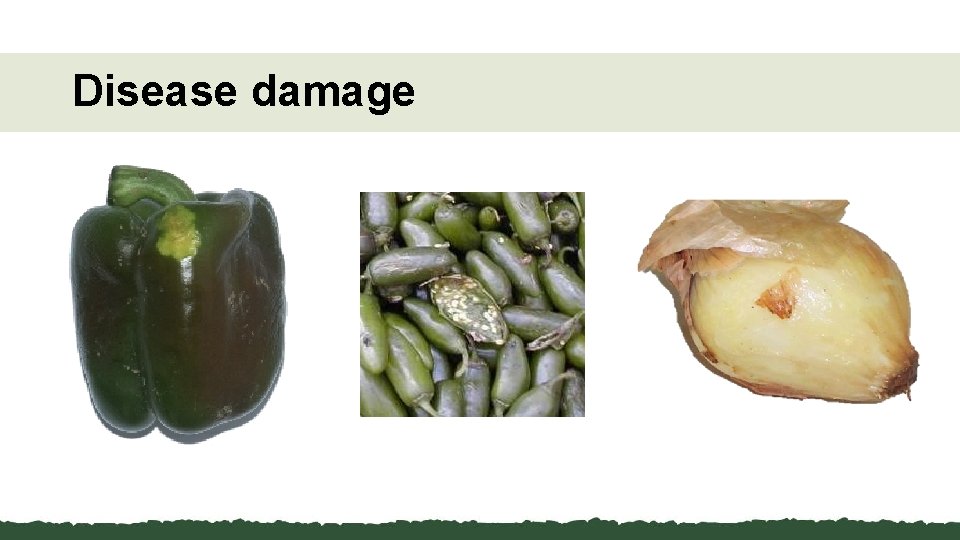 Disease damage 