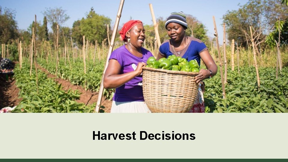 Harvest Decisions 