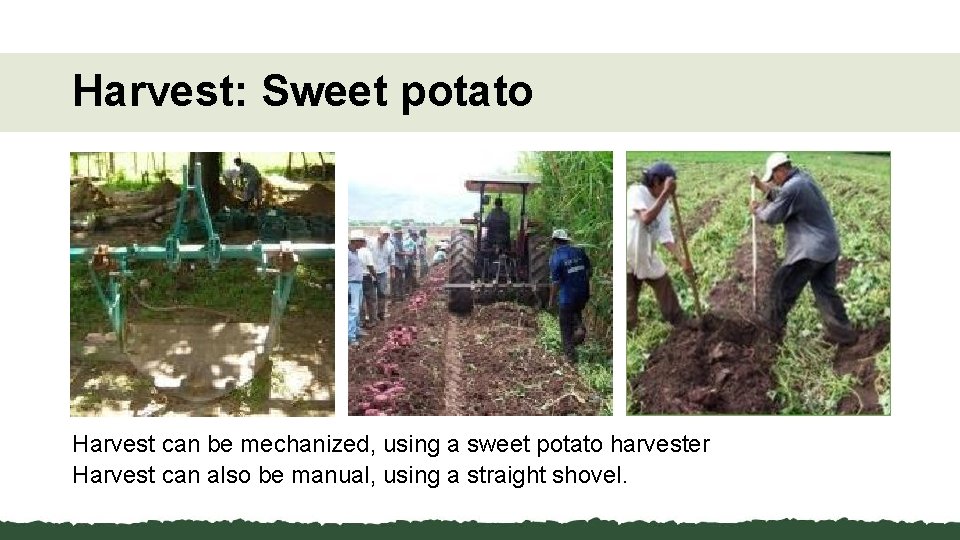 Harvest: Sweet potato Harvest can be mechanized, using a sweet potato harvester Harvest can