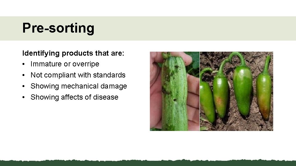 Pre-sorting Identifying products that are: • Immature or overripe • Not compliant with standards