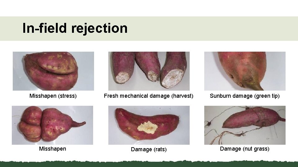 In-field rejection Misshapen (stress) Fresh mechanical damage (harvest) Sunburn damage (green tip) Misshapen Damage