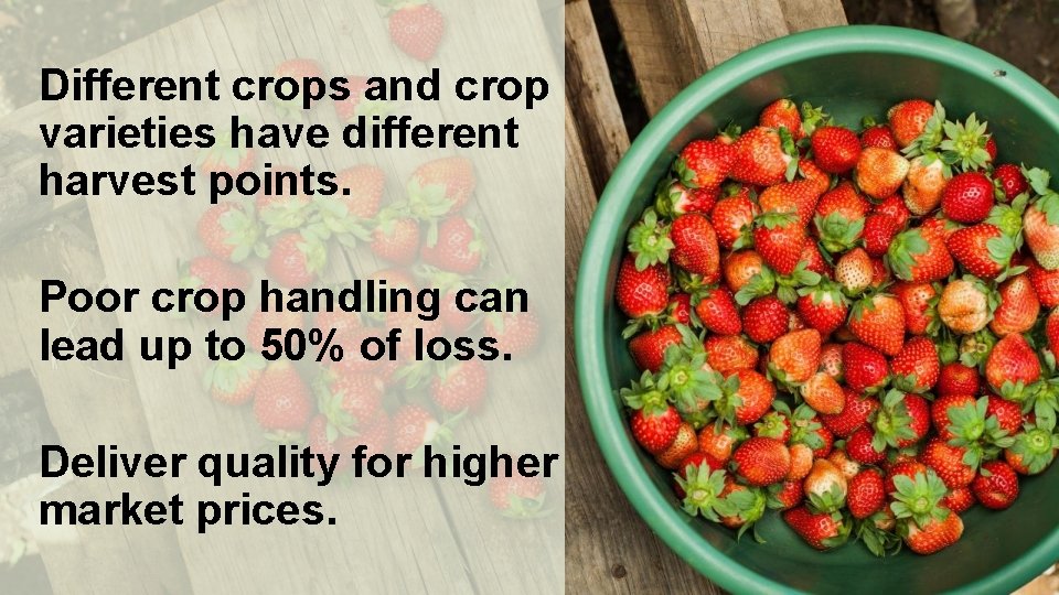 Different crops and crop varieties have different harvest points. Poor crop handling can lead