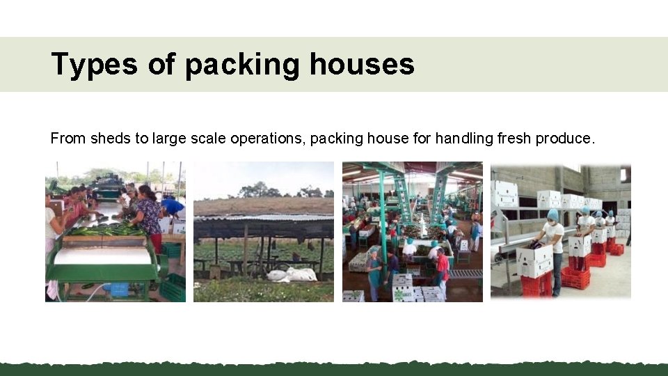 Types of packing houses From sheds to large scale operations, packing house for handling