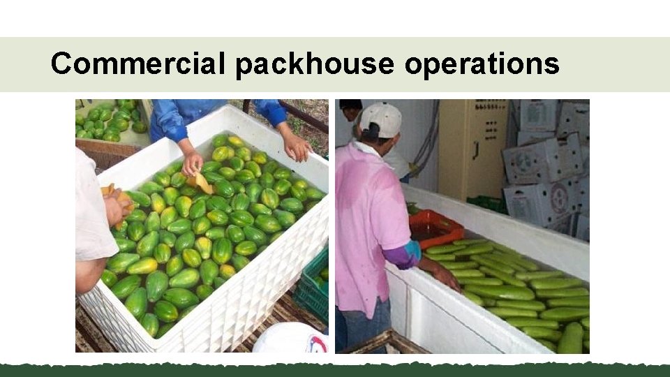 Commercial packhouse operations 