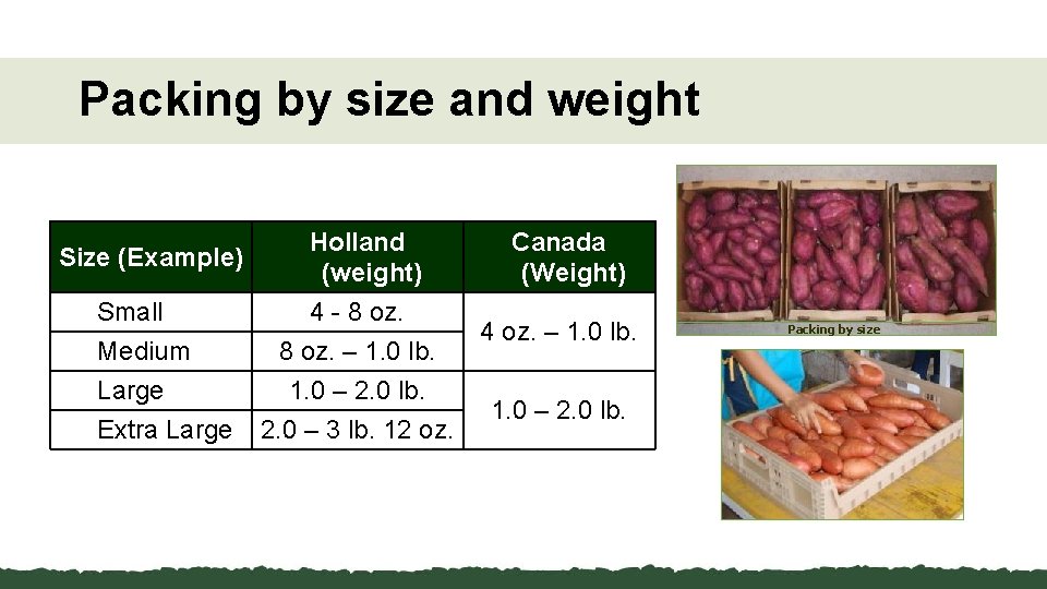 Packing by size and weight Size (Example) Small Medium Large Extra Large Holland (weight)