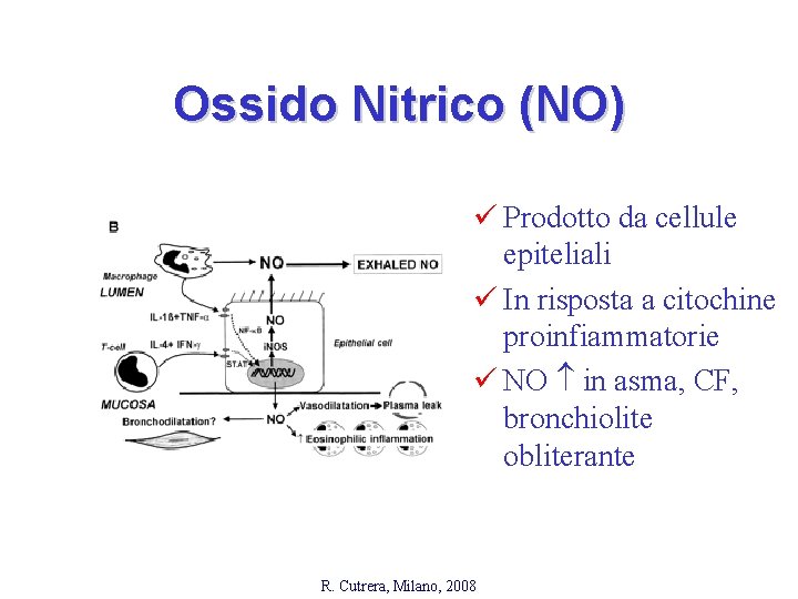 Ossido Nitrico (NO) ü Prodotto da cellule epiteliali ü In risposta a citochine proinfiammatorie