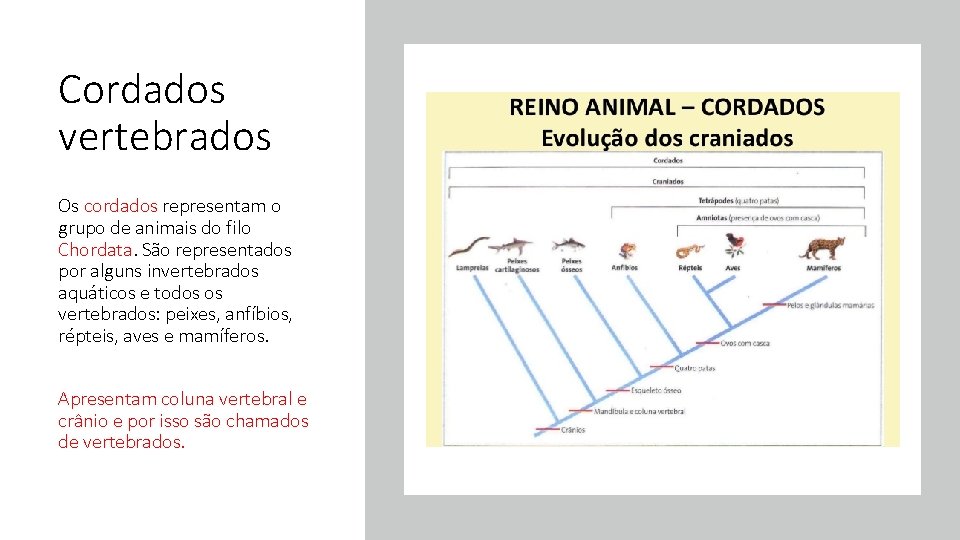 Cordados vertebrados Os cordados representam o grupo de animais do filo Chordata. São representados