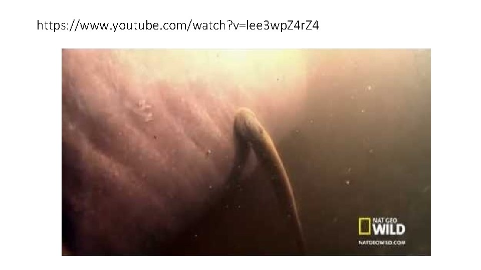 https: //www. youtube. com/watch? v=lee 3 wp. Z 4 r. Z 4 