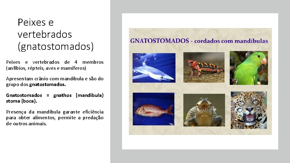 Peixes e vertebrados (gnatostomados) Peixes e vertebrados de 4 membros (anfíbios, répteis, aves e