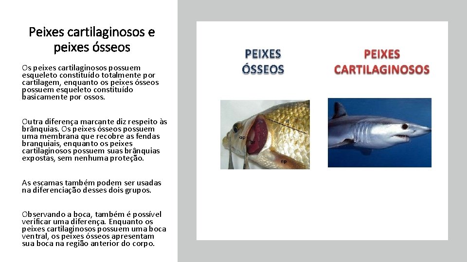 Peixes cartilaginosos e peixes ósseos Os peixes cartilaginosos possuem esqueleto constituído totalmente por cartilagem,