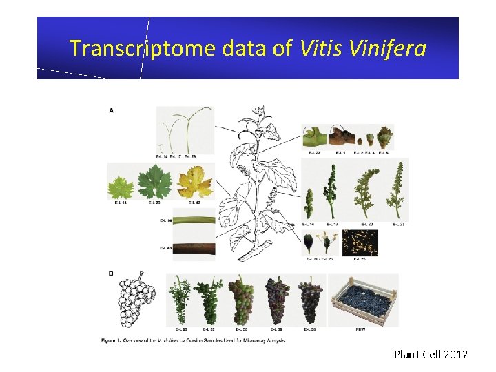 Transcriptome data of Vitis Vinifera Plant Cell 2012 