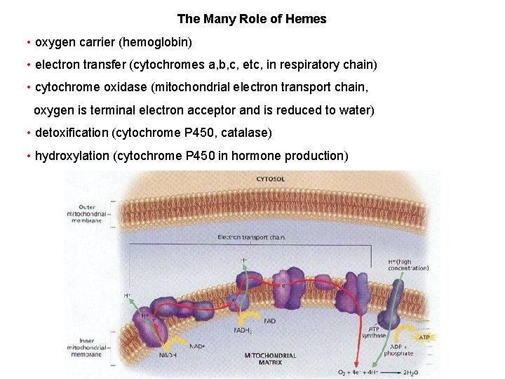 The Many Role of Hemes • oxygen carrier (hemoglobin) • electron transfer (cytochromes a,