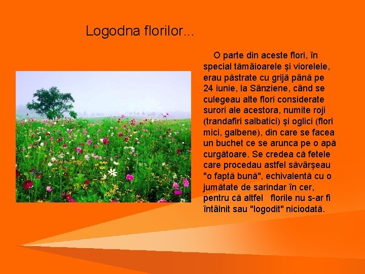 Logodna florilor. . . O parte din aceste flori, în special tămâioarele şi viorelele,