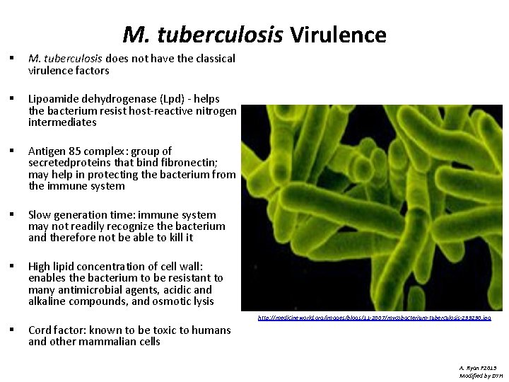 M. tuberculosis Virulence § M. tuberculosis does not have the classical virulence factors §