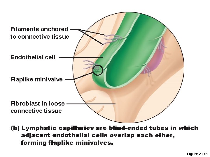 Filaments anchored to connective tissue Endothelial cell Flaplike minivalve Fibroblast in loose connective tissue