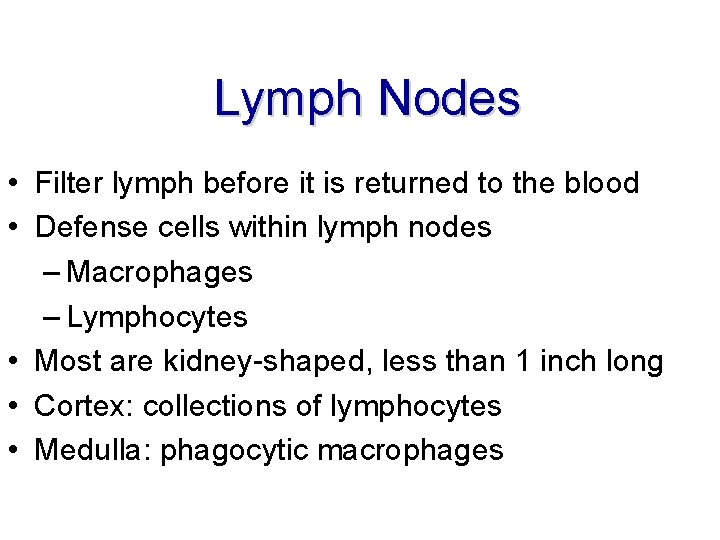 Lymph Nodes • Filter lymph before it is returned to the blood • Defense