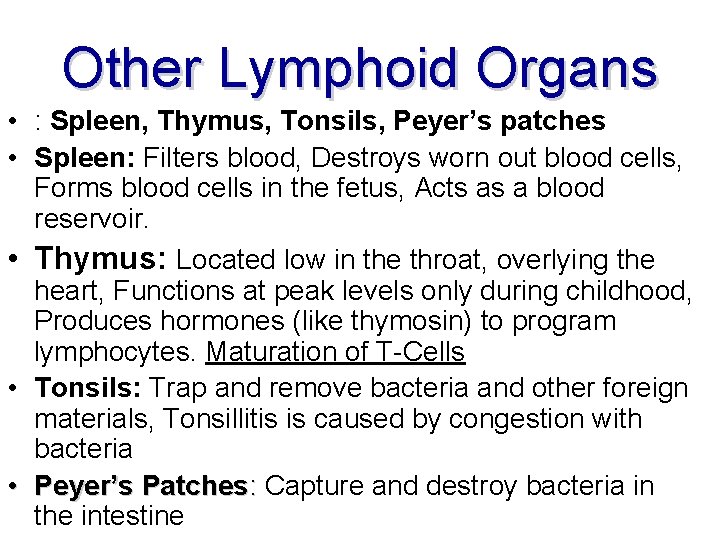 Other Lymphoid Organs • : Spleen, Thymus, Tonsils, Peyer’s patches • Spleen: Filters blood,