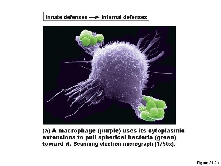 Innate defenses Internal defenses (a) A macrophage (purple) uses its cytoplasmic extensions to pull