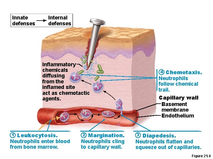 Innate defenses Internal defenses Inflammatory chemicals diffusing from the inflamed site act as chemotactic