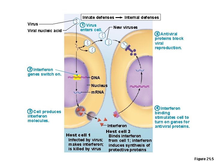 Innate defenses Virus Viral nucleic acid 1 Virus enters cell. Internal defenses New viruses