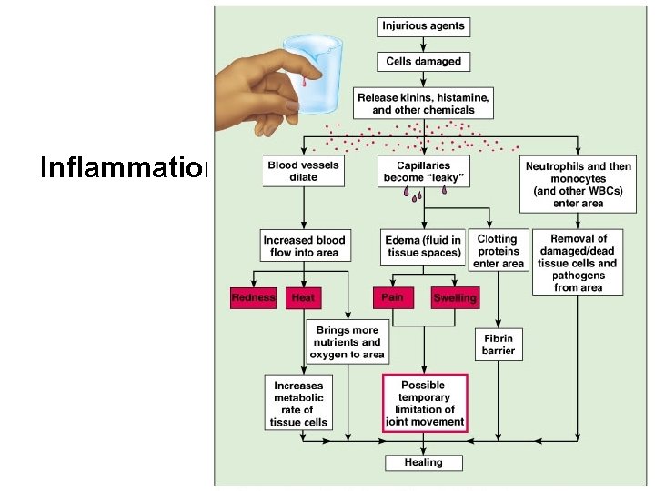 Inflammation 