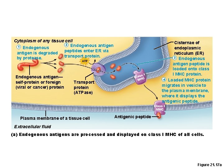 Cytoplasm of any tissue cell 2 Endogenous antigen 1 Endogenous peptides enter ER via