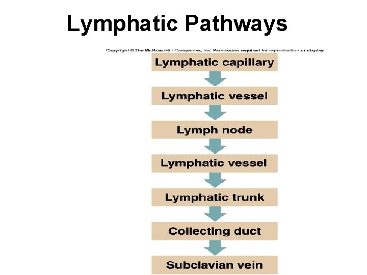 Lymphatic Pathways 