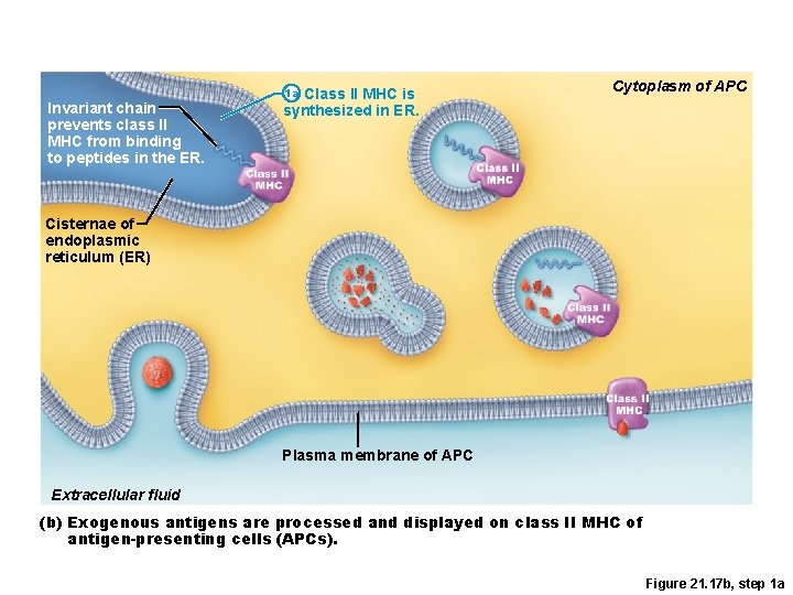 Invariant chain prevents class II MHC from binding to peptides in the ER. 1