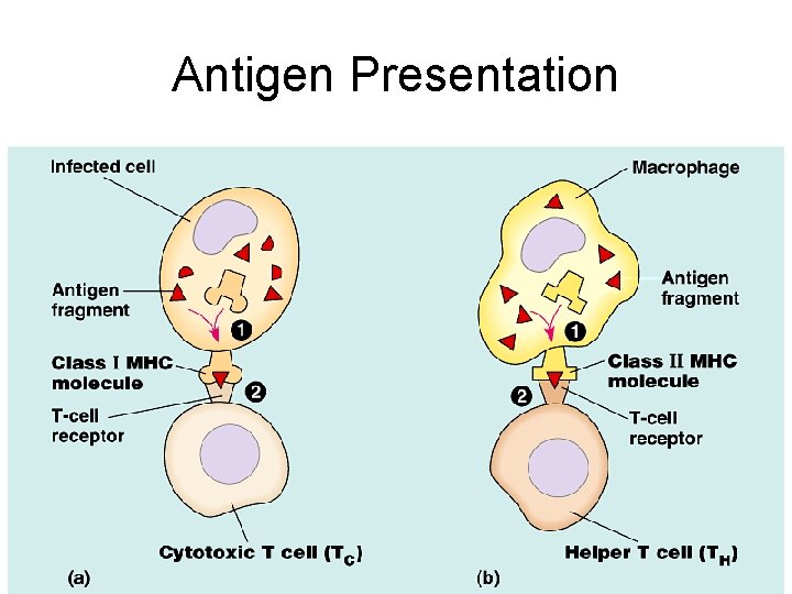 Antigen Presentation 