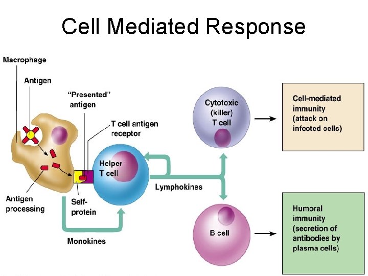 Cell Mediated Response 