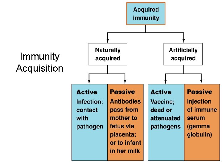 Immunity Acquisition 