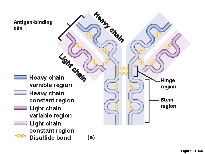 Antigen-binding site Heavy chain variable region Heavy chain constant region Light chain variable region