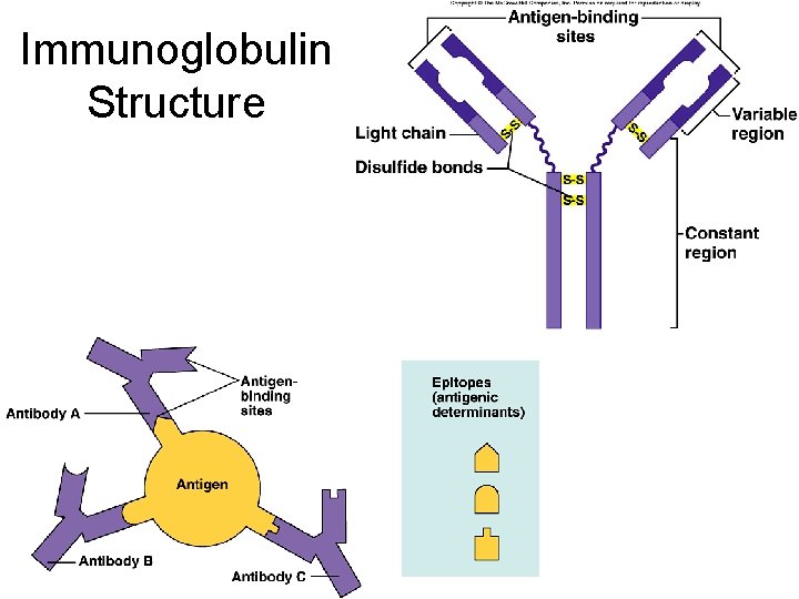 Immunoglobulin Structure 
