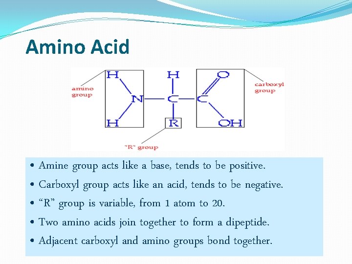 Amino Acid • Amine group acts like a base, tends to be positive. •
