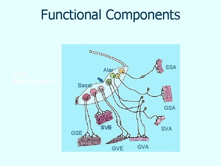 Functional Components Nuclei (Neurone groups) SSA Alar Basal GSA GSE SVA GVE GVA 