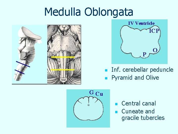 Medulla Oblongata IV Ventricle ICP P n n O Inf. cerebellar peduncle Pyramid and