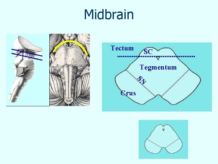 Midbrain Tectum SC Tegmentum SN Crus 