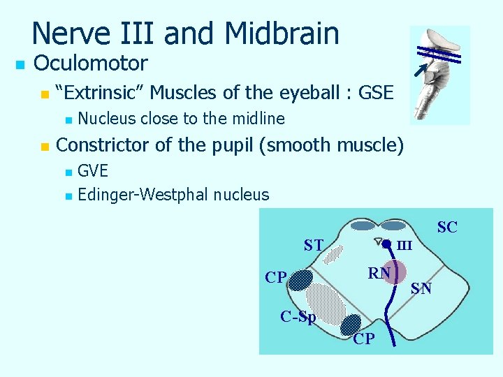 Nerve III and Midbrain n Oculomotor n “Extrinsic” Muscles of the eyeball : GSE