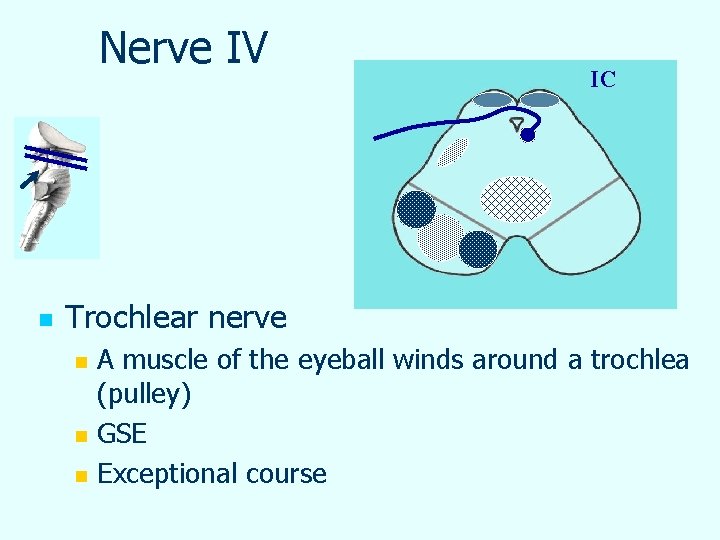 Nerve IV n IC Trochlear nerve n n n A muscle of the eyeball