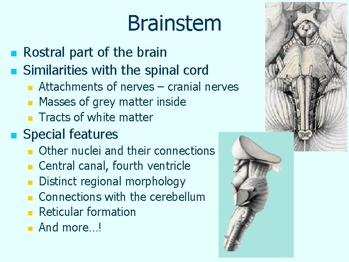 Brainstem n n Rostral part of the brain Similarities with the spinal cord n