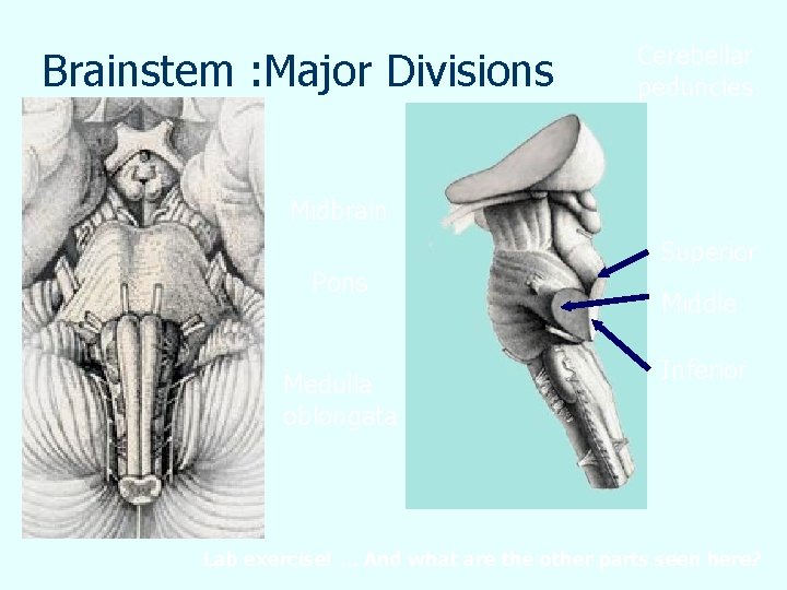 Brainstem : Major Divisions Cerebellar peduncles Midbrain Pons Medulla oblongata Superior Middle Inferior Lab