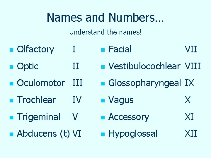 Names and Numbers… Understand the names! n Olfactory I n Facial VII n Optic